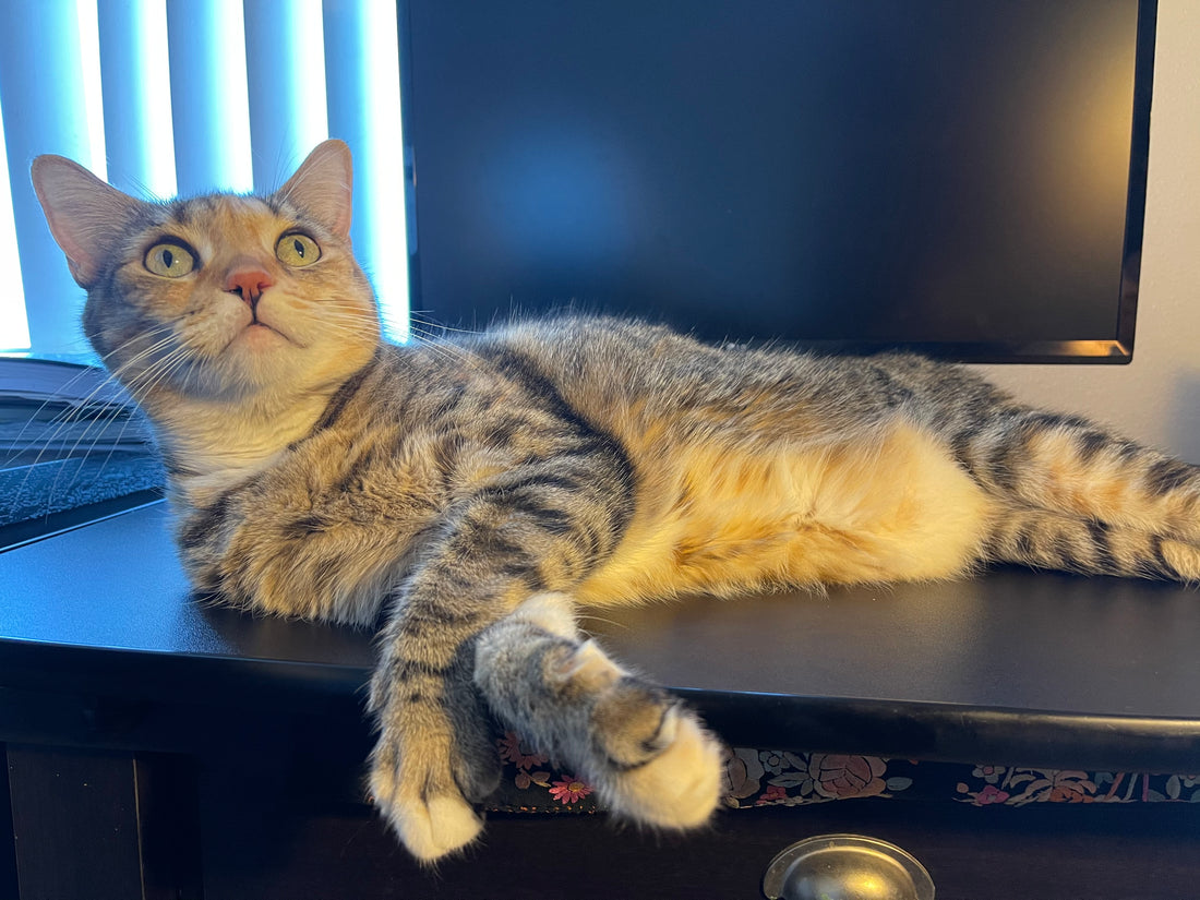 CBD Oil for Cats: Learn More!