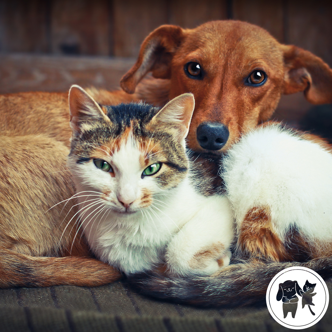 How to Help Pets Deal With Post COVID Separation Anxiety