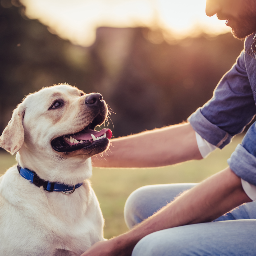 Discover The Pleasant Pet Organic CBD Oil: A Natural Solution for Your Furry Friends